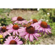 Fluture ochi de păun pe floare purpurie de echinacea