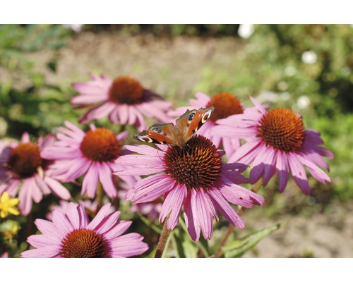 Fluture ochi de păun pe floare purpurie de echinacea
