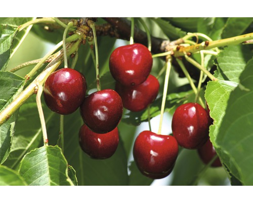 Bio Pom fructifer cireș FloraSelf Bio Prunus avium 'Burlat' H 130-150 cm Co 7,5 L