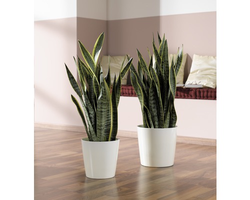 Două plante Sansevieria în ghivece albe pe podea de lemn