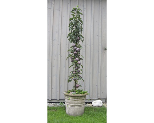 Măr columnar cu fructe în jardiniere