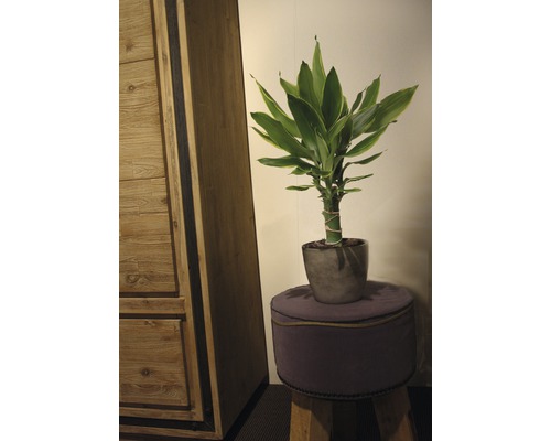 Bambus norocos în ghiveci pe un scaun lângă un dulap