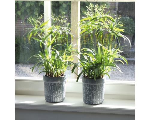 Două plante Cyperus alternifolius în ghivece cu design de litere pe un pervaz.