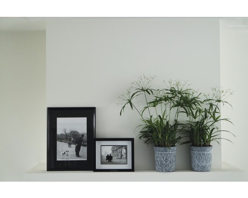 Plante decorative de interior și imagini înrămate pe un raft
