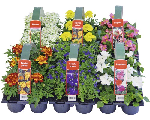 Amestec de flori în tavă de însămânțare cu Alyssum, Tagetes patula, Lobelia erinus, Begonia și Impatiens.