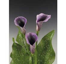 Trei flori Zantedeschia violet cu frunze verzi