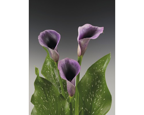Trei flori Zantedeschia violet cu frunze verzi