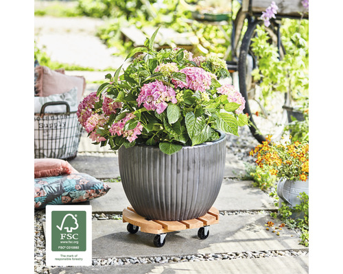 Hortensie într-un vas de plantare canelat pe un suport cu role din lemn în aer liber. Logo-ul FSC.