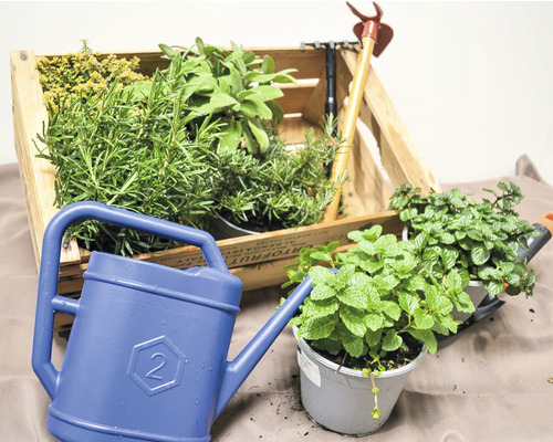 Ladă din lemn cu ierburi aromatice, unelte de grădinărit și stropitoare albastră