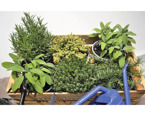 Ladă cu diverse ierburi aromatice, cum ar fi rozmarinul, salvie și cimbru.