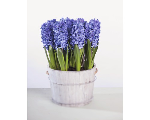 Zambile FloraSelf Hyacinthus orientalis 'Blue Star' ghiveci Ø 9 cm albastru