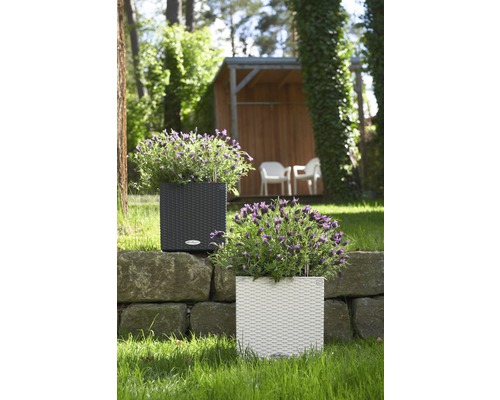 Două jardiniere pătrate din ratan cu plante pe un zid de piatră în grădină.