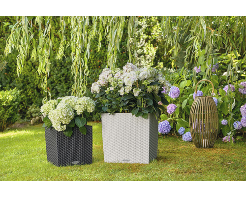 Două jardiniere cu hortensii și o lampă decorativă în grădină.