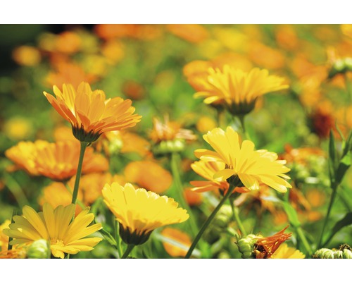 Prim-plan cu gălbenele în grădină