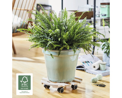 Plantă de interior în ghiveci pe un suport cu rotile și sigiliul FSC.
