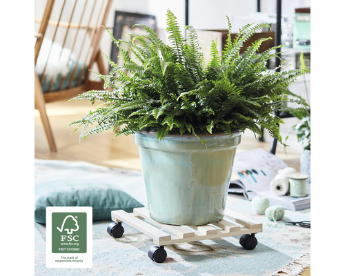 Plantă de interior ferigă într-un ghiveci pe un suport cu role și sigiliul FSC