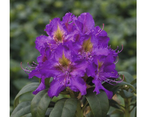 Azalee/Rododendron FloraSelf Rhododendron Hybride H 20-30 cm Co 2 L lila