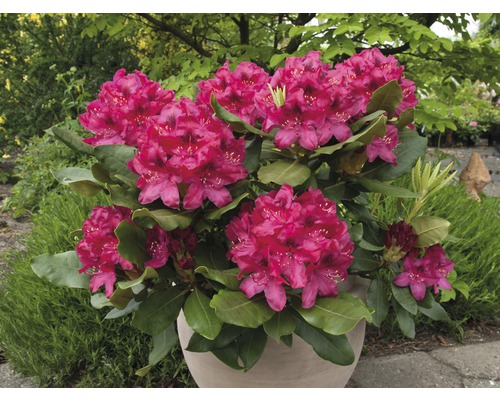 Rhododendron în ghiveci cu flori luxuriante, colorate