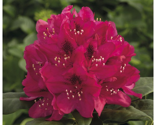 Azalee/Rododendron FloraSelf Rhododendron Hybride H 20-30 cm Co 2 L roșu