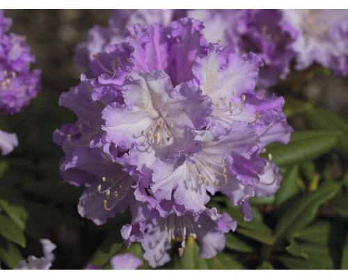 Azalee/Rododendron FloraSelf Rhododendron Hybride H 20-30 cm Co 2 L roz