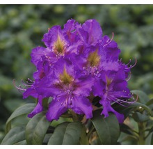 Rhododendron înflorit cu flori violete
