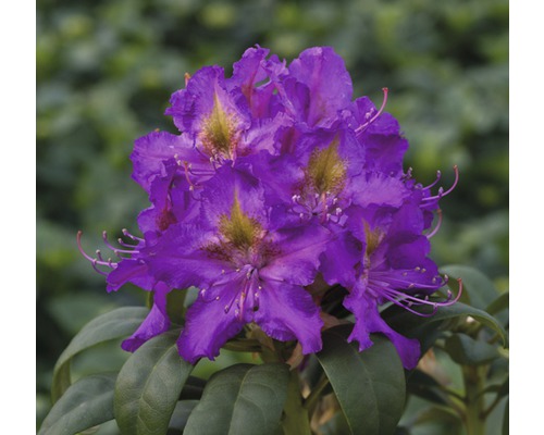 Azalee/Rododendron FloraSelf Rhododendron Hybride Co 7,5 L lila