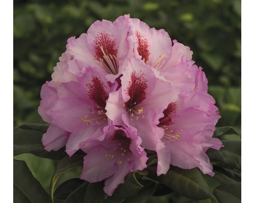Azalee/Rododendron FloraSelf Rhododendron Hybride Co 7,5 L roz