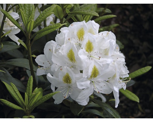 Azalee/Rododendron FloraSelf Rhododendron Hybride Co 7,5 alb