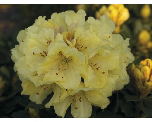Azalee/Rododendron FloraSelf Rhododendron Hybride H 30-40 cm Co 5 L galben Prim-plan cu o floare de rododendron galbenă