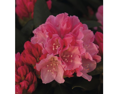Azalee/Rododendron FloraSelf Rhododendron yakushimanum H 30-40 cm Co 5 L roșu Prim-plan floare de rododendron