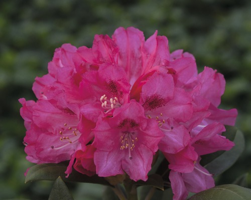 Azalee/Rododendron FloraSelf Rhododendron yakushimanum H 30-40 cm Co 5 L roz Prim-plan cu o floare de rododendron