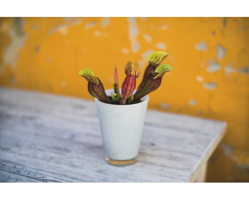 Planta Sarracenia într-un ghiveci alb