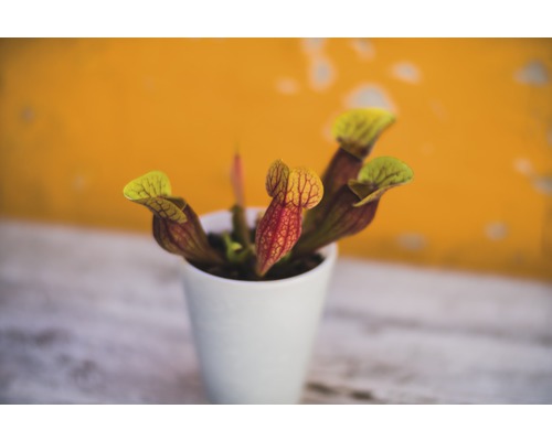 Plantă carnivoră într-un ghiveci