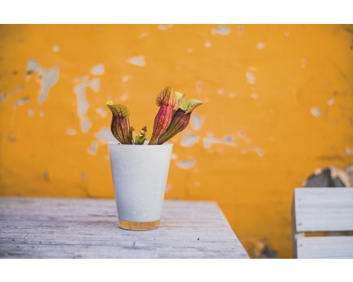 Sarracenia într-un ghiveci pe o masă în fața unui perete