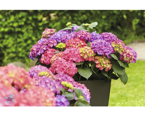 Hortensii într-un ghiveci de flori în grădină