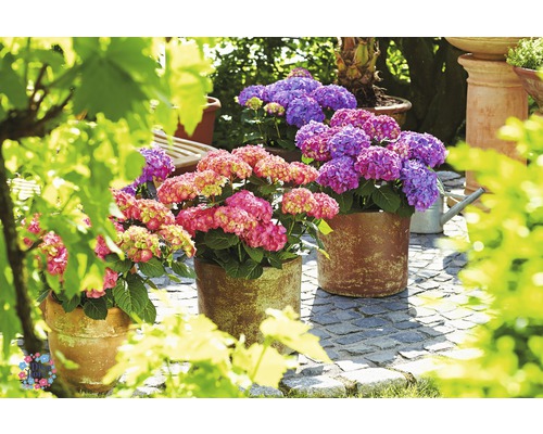 Trei hortensii în ghivece pe o terasă