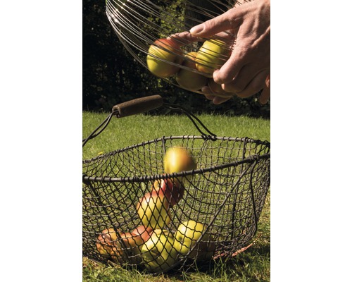 Recoltare de mere cu coșuri de sârmă pe o pajiște