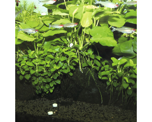 Acvariu cu plante acvatice și pești