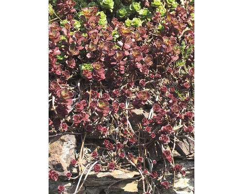 Sedum târâtor pe pietre în grădină.