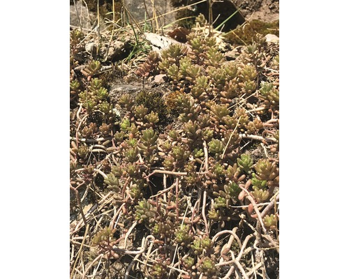 FloraSelf Plante perene rocărie mix ghiveci Ø 7 cm