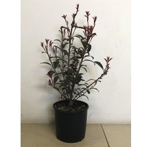 Scoruș ornamental într-un ghiveci