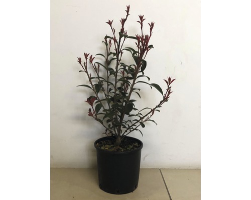 Scoruș ornamental într-un ghiveci