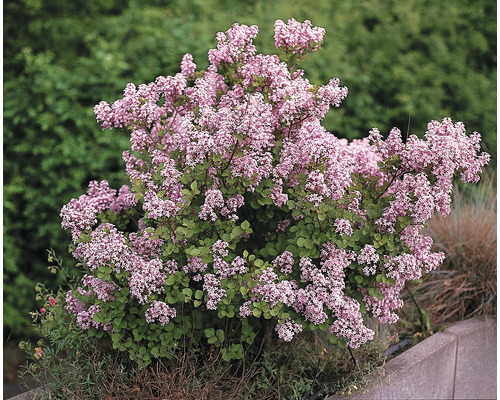 Liliac pitic înflorit în grădină.