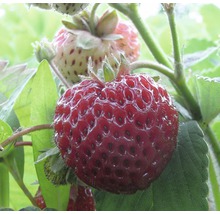 Prim-plan cu o căpșună coaptă pe un căpșunar