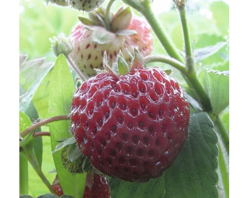 Prim-plan cu o căpșună coaptă pe un căpșunar