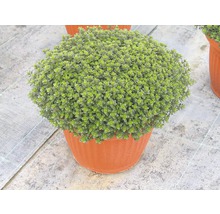 Plantă de cimbru în ghiveci