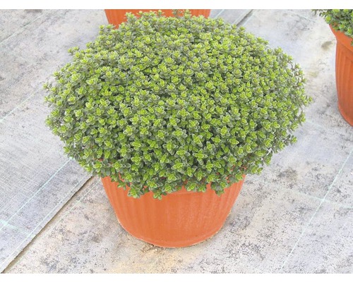 Cimbru FloraSelf Thymus vulgaris 'Fredo' ghiveci Ø 12 cm