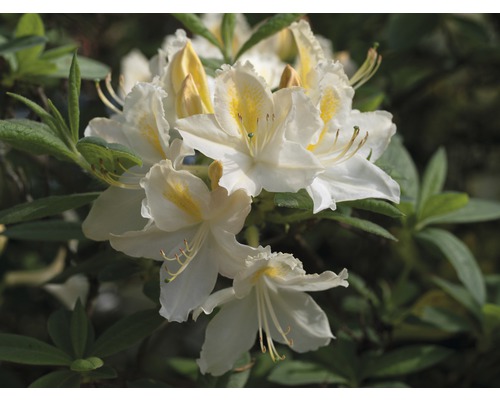 Azalee/Rododendron FloraSelf Rhododendron luteum H 30-40 cm Co 5 L alb