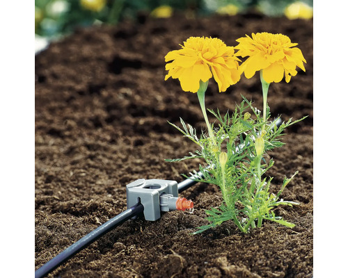 Sistem de irigare cu picurător și gălbenele galbene în solul grădinii