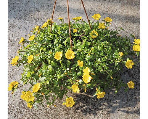 Plantă suspendată cu flori galbene